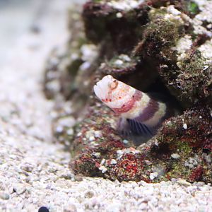 Red-banded Goby