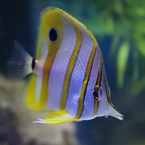 Copperband Butterflyfish