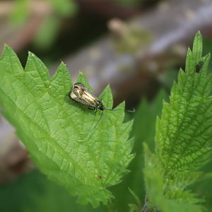 Green Longhorn Moth (Adela reaumurella)
