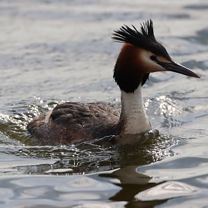 Great-crested Grebe