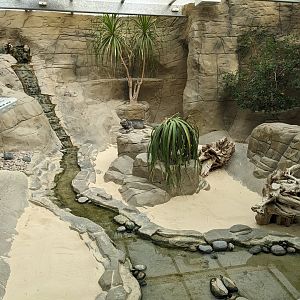 Rhinoceros Iguana Enclosure