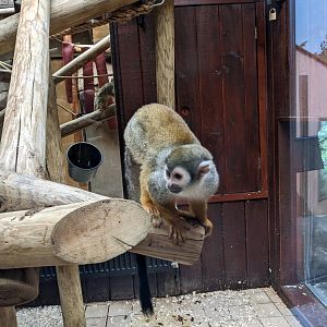 Common Squirrel Monkey