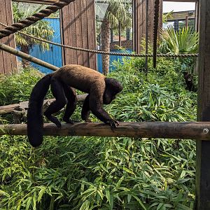 Guianan Bearded Saki