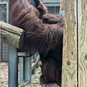 Orangutan Encrichment