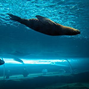 Sealion Underwater