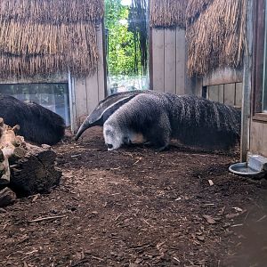Giant Anteater