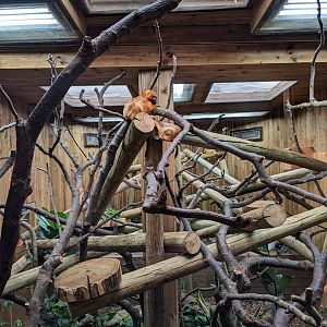 Golden Lion Tamarin Indoor Enclosure