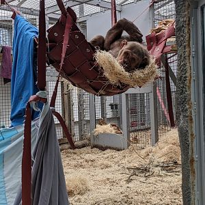 Chimpanzee in Hammock