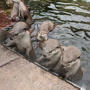 Hungry Otters