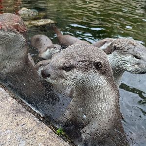 Hungry Otter