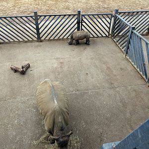 Rhino Calf & Mum