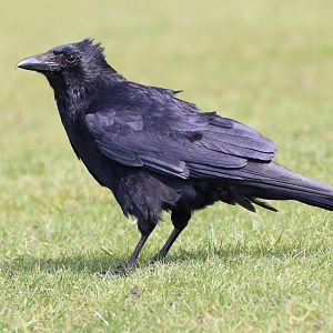 Carrion Crow