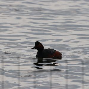 Black-necked Grebe