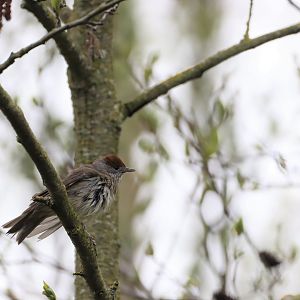 Blackcap, female
