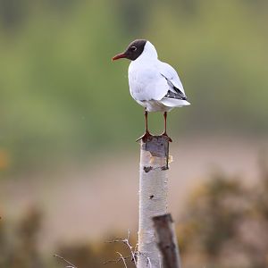 Black-headed Gull