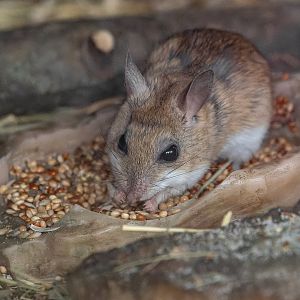 Spinifex hopping mouse (Notomys alexis)