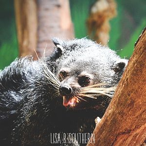 Palawan Binturong