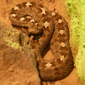 Unidentified rattlesnake  at Zoologico de Irapuato