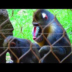 Southwick's Zoo - YouTube