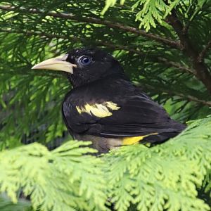 Yellow-rumped cacique (cacicus cela)