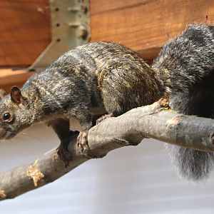 Yucatan squirrel (Sciurus yucatanensis)