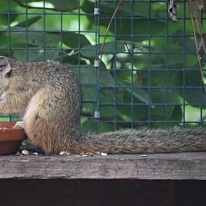 Smith's bush squirrel (Paraxerus cepapi)