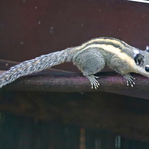 Himalayan striped squirrel (Tamiops mcclellandii)