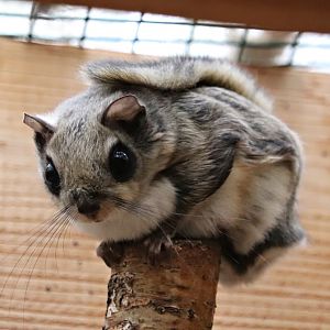 Siberian flying squirrel (Pteromys volans volans)
