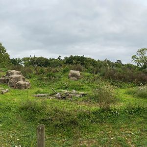 Wild place / Bristol zoo project, Gelada enclosure panoramic