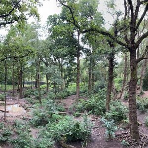 Wild place / Bristol zoo project wolf and bear enclosure, left side, panoramic