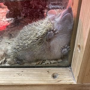 Lesser Hedgehog Tenrec - Puxton Park, Somerset