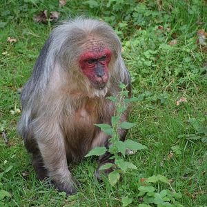 Stump-tailed macaque - August 2023