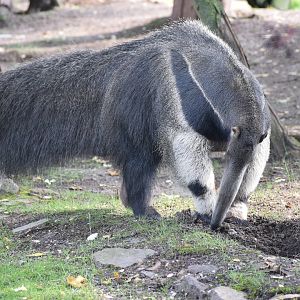 Giant anteater - August 2023