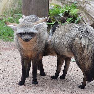 Bat-eared foxes - August 2023