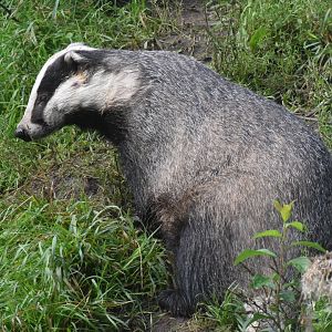 Eurasian badger - Otter-Zentrum Hankensbüttel