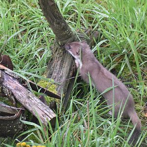 The stoat - Otter-Zentrum Hankensbüttel