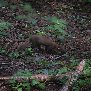Pine marten - Otter-Zentrum Hankensbüttel