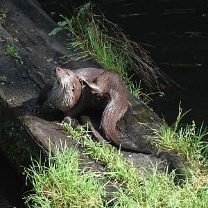 European otter - Otter-Zentrum Hankensbüttel