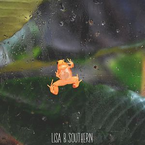 Golden Mantella Frog