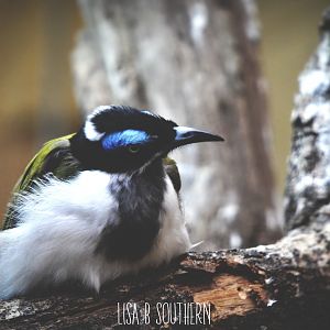 Blue Faced Honeyeater