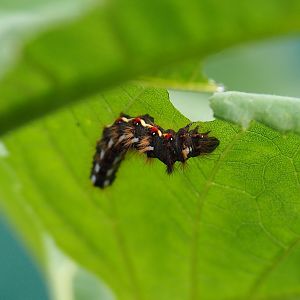 Knot grass moth caterpillar (Acronicta rumicis), 2023-08-31