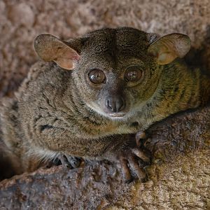 Garnett's greater galago (Otolemur garnettii)