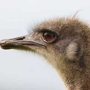 Common Ostrich