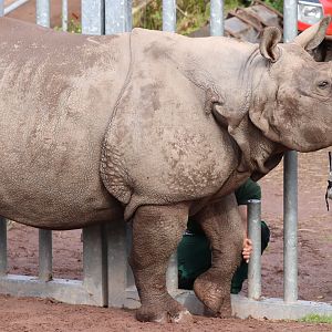 Indian Rhinoceros