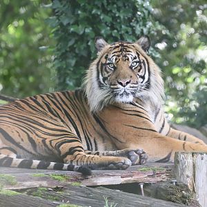 Sumatran Tiger