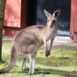 Eastern Grey Kangaroo