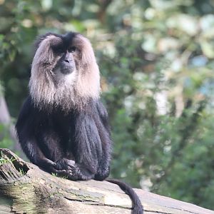 Lion-tailed Macaque