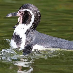 Humboldt Penguin