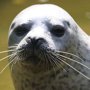 Harbour Seal