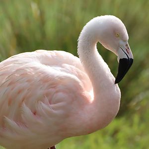 Chilean Flamingo